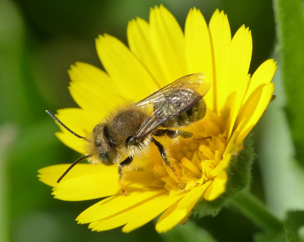 Osmia sp?  S, Osmia (Helicosmia) sp.